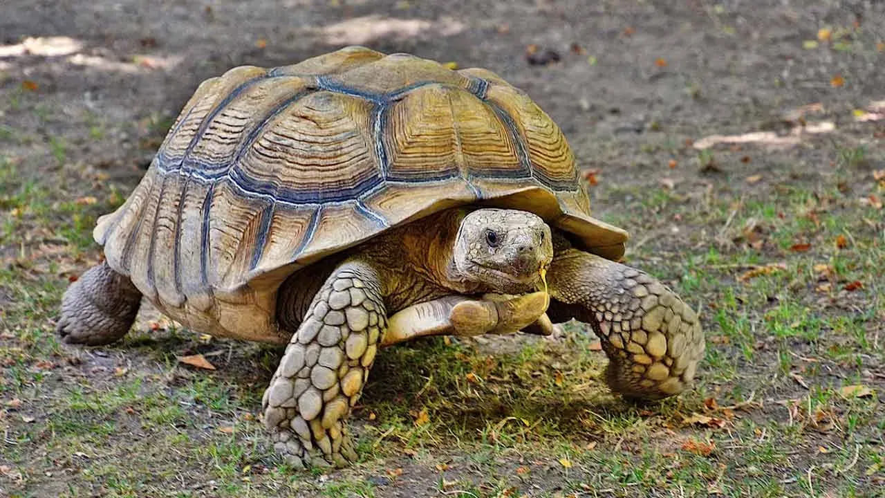 
పూజా మందిరంలో తాబేలు ఆకృతులు.. 

పూజా మందిరంలో కూడా నిజమైన తాబేళ్లను ఉంచకూడదు. అయితే, తాబేలు ఆకృతి కలిగిన కూర్చొని పూజ చేసుకునే చాప లేదా వస్త్రం చక్కగా వేసుకొని పూజ చేసుకోవచ్చు. దీని వల్ల ఎటువంటి తప్పు లేదు, ఇది పవిత్రమైనదిగా పరిగణించబడుతుంది.
