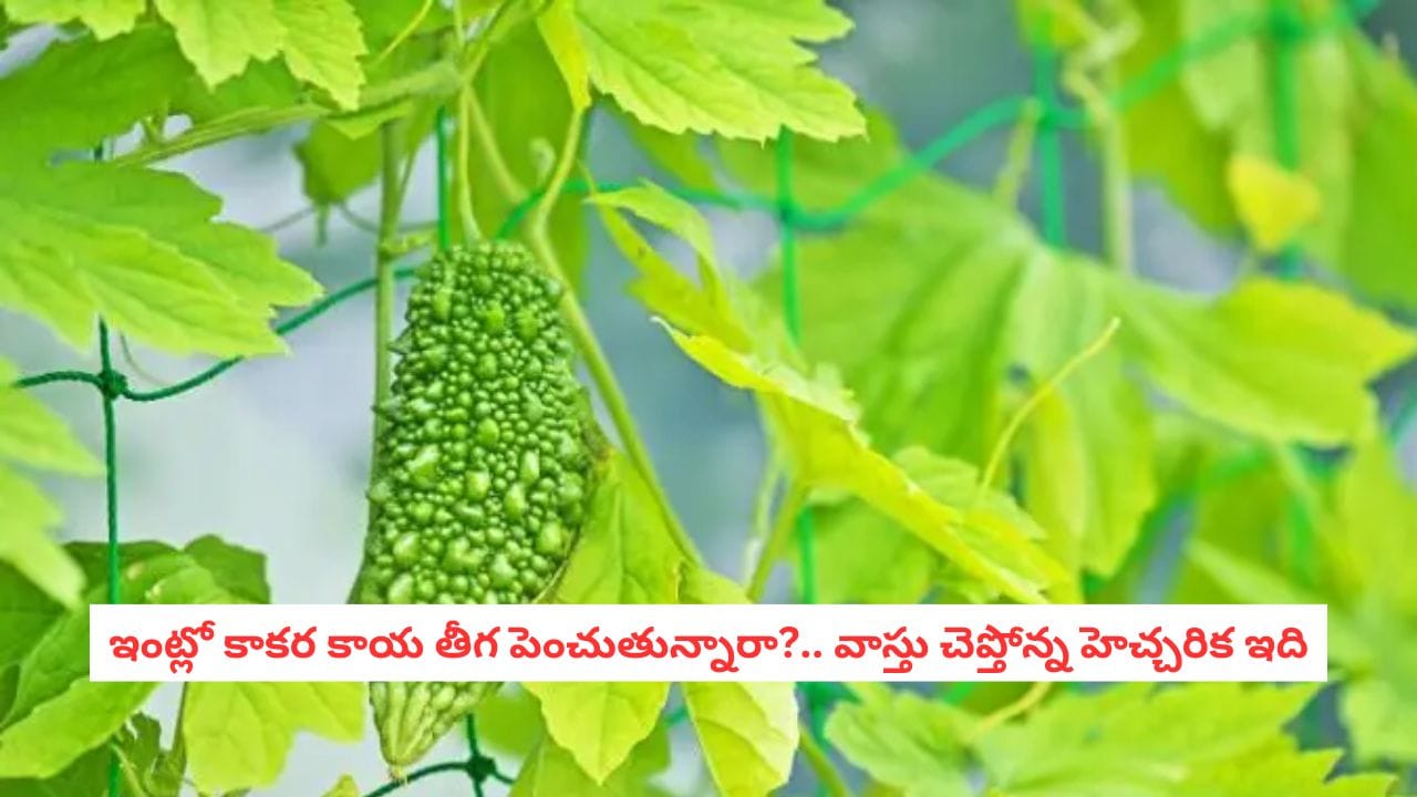 Vastu Tips: కాకర తీగ ఇంట్లో పెంచితే జీవితంలోనూ చేదు నింపుతుందా? వాస్తు నిపుణులు చెబుతున్న షాకింగ్ నిజాలివే!