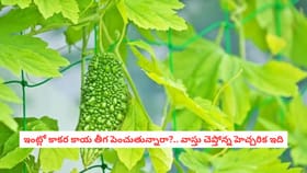 ఇంట్లో కాకర కాయ తీగ పెంచుతున్నారా?.. వాస్తు చెప్తోన్న హెచ్చరికిదే