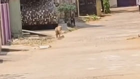 మనుషులైన, మూగ జీవులకైనా తల్లి ప్రేమ తల్లి ప్రేమే గురూ..