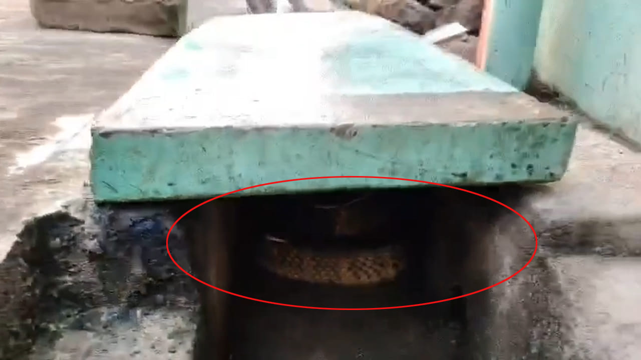 మురుగు కాలువ కింద నుంచి చప్పుళ్లు.. ఏంటా అని చూడగా.. చుట్టలు చుట్టలుగా..