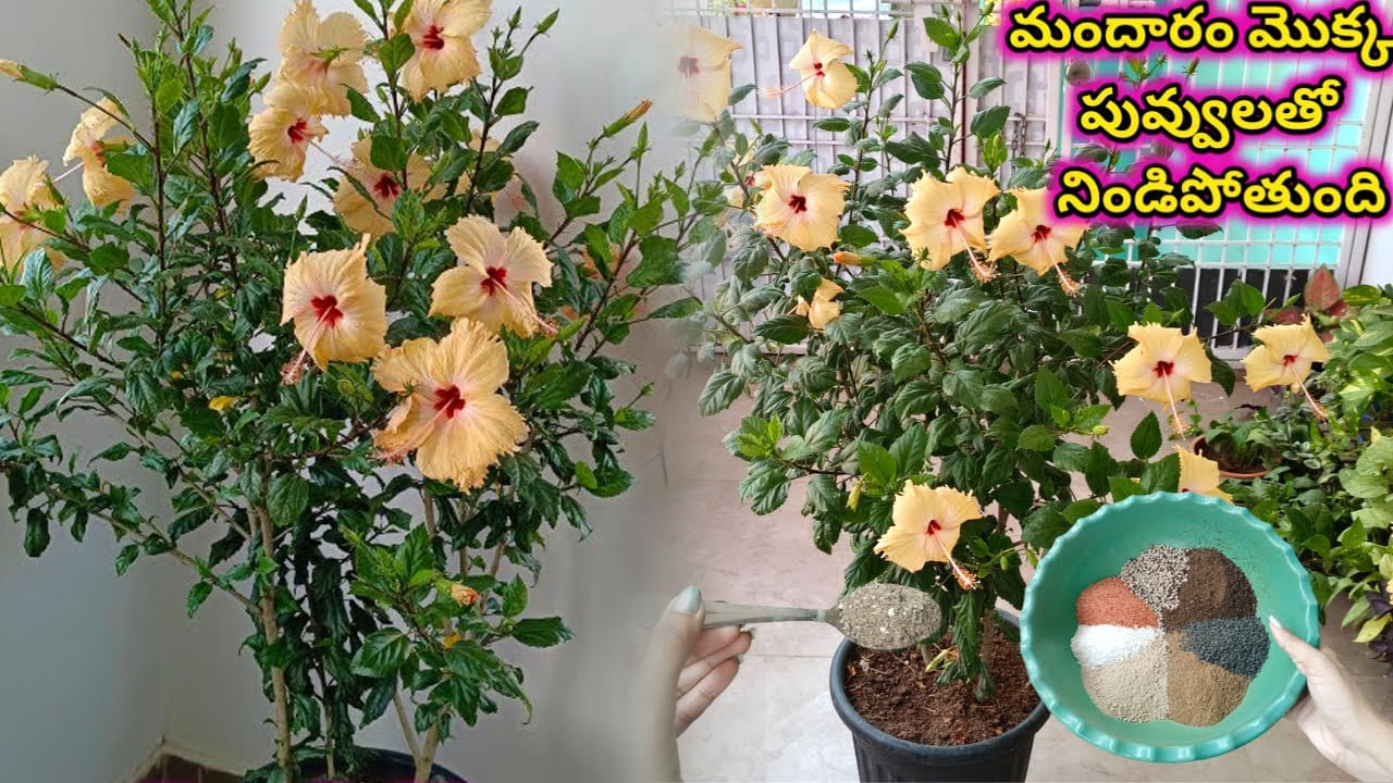 ఇది ఒక్క చెంచా వేస్తే.. మందార మొక్క గుత్తులు గుత్తులుగా పువ్వులతో నిండిపోతుంది..