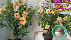 ఇది ఒక్క చెంచా ప్రతీ వారం వేస్తే..