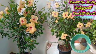 ఇది ఒక్క చెంచా వేస్తే.. మందార మొక్క గుత్తులు గుత్తులుగా పువ్వులతో నిండిపోతుంది..