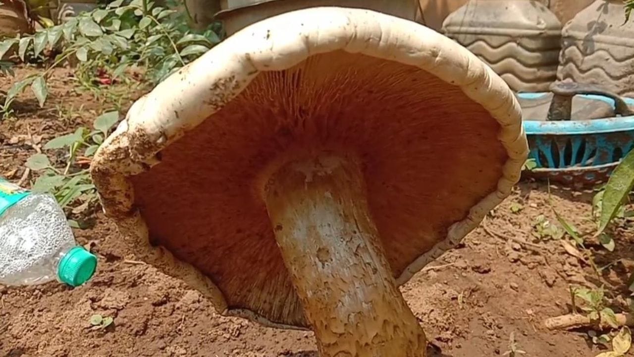 Viral News: పల్లె ఒడిలో ప్రకృతి వింత.. ఈ పుట్టగొడుగు చూశారా ఎంత పెద్దగా ఉందో..