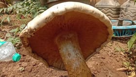 పల్లె ఒడిలో ప్రకృతి వింత.. ఈ పుట్టగొడుగు చూశారా ఎంత పెద్దగా ఉందో