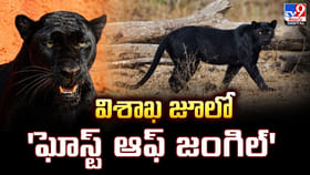 విశాఖ జూలో 'ఘోస్ట్ ఆఫ్ జంగిల్'