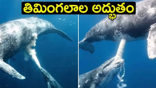 Viral Video: ఎంతకు తెగించార్రా.. అంబులెన్స్‌ను ఓయోగా మార్చిన కిలాడీలు.. ఇదిగో వీడియో