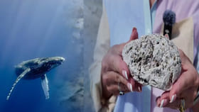 ఇదో అసహ్యకరమైన పదార్థం! కానీ, బంగారం కంటే ఖరీదైన సముద్రపు నిధి?