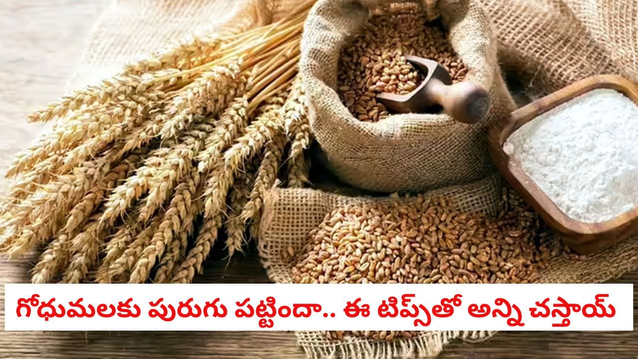 WheatStorage: గోధుమలలో పురుగులు ఉన్నాయా? వంటింట్లోని ఈ వస్తువులతో అన్ని పరార్