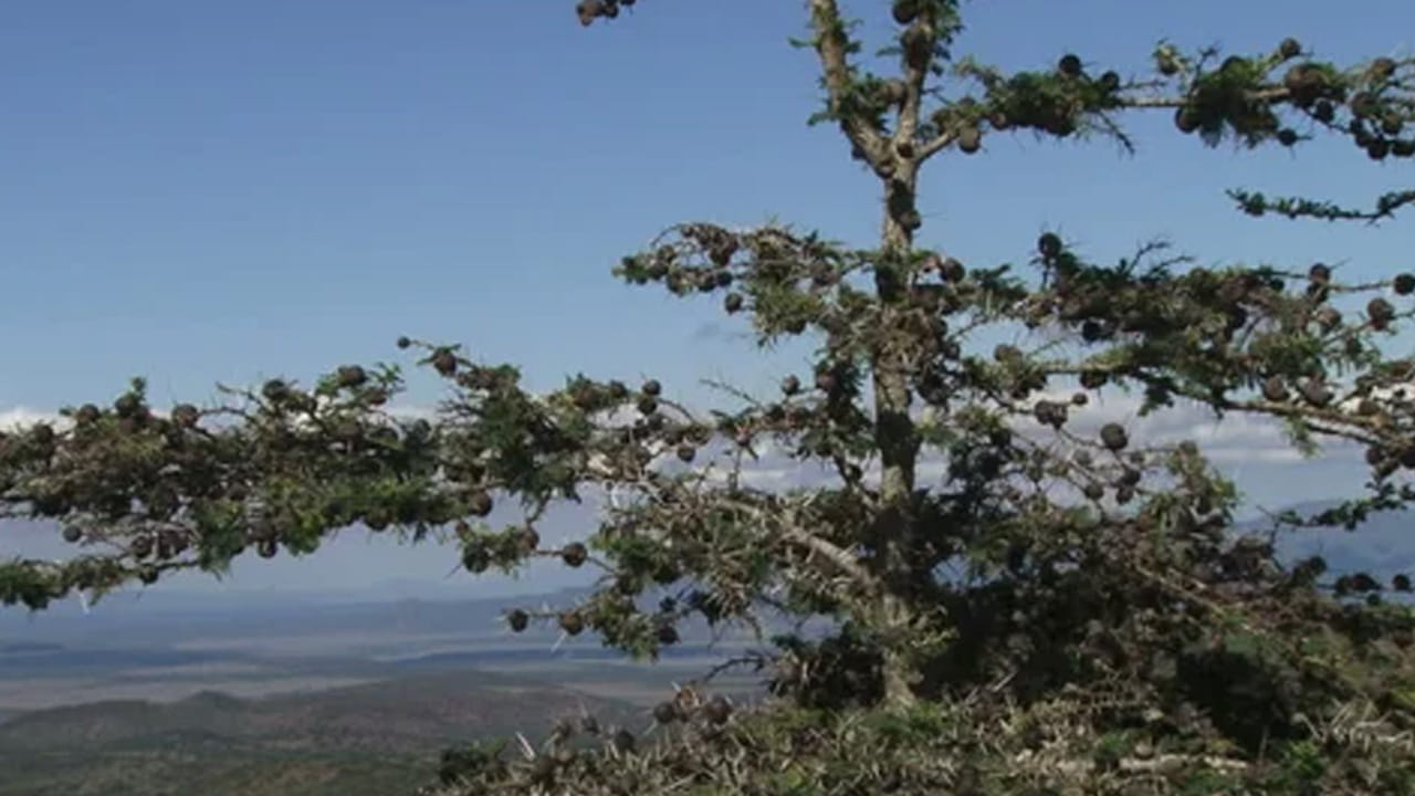 ప్రకృతిలో ఎన్నో వింతలు దాగున్నాయి. చాలా వరకు మనకు తెలియని రహస్యాలను ప్రకృతి తన ఒడిలో పదిలపరుస్తుంటుంది. అందులో కొన్నింటిని చూస్తే ఇది నిజమేనా? అనే ఒక ఆశ్చర్యం కలుగుతుంది. ఇప్పుడు అలానే ప్రతి ఒక్కరినీ ఆశ్చర్య పరుస్తుంది ఒక చెట్టు. ఎందుకు అనుకుంటున్నారా? చెట్టు అంటే పండ్లు, ఫలాలు, పూలను ఇస్తుంది, నీడను, కలపను కూడా ఇస్తుంది. ఇక చాలా వరకు గాలి వస్తే చెట్ల కొమ్మలు ఊగుతూ కనిపిస్తాయి. కానీ ఇక్కడ ఓ చెట్టు మాత్రం గాలి తగిలితే చాలు విజిల్ వేస్తుందంట. మరీ ఈ వింతైన చెట్టు గురించి మీరు తెలుసుకోవాలి అనుకుంటున్నారా? అయితే ఈ స్టోరీ చదవాల్సిందే.