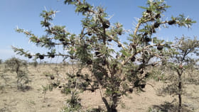 గాలి తగిలితే ఈల వేసే చెట్టు.. ప్రకృతిలోనే ఇదో గమ్మత్తైన వింత!