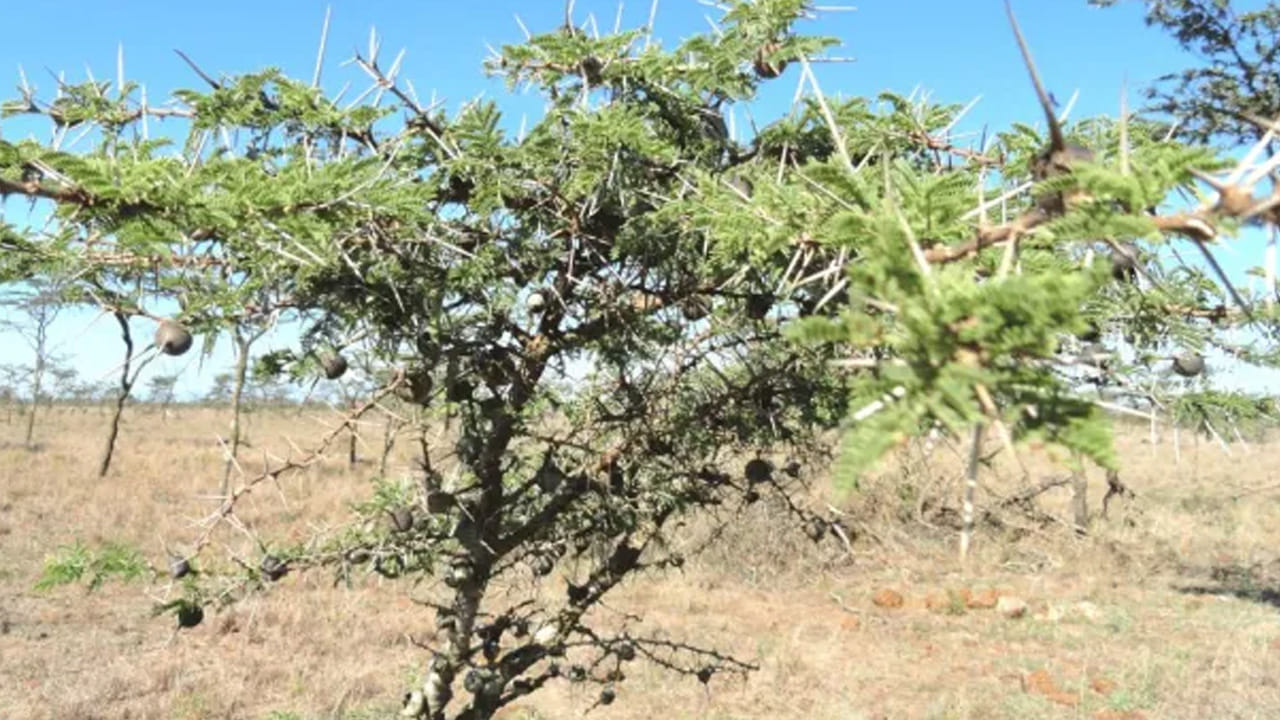 Whistling Thorn' Trees 3