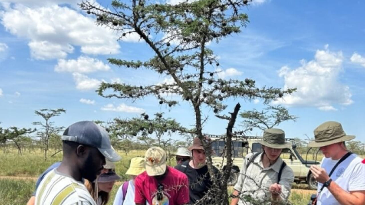 Whistling Thorn' Trees 4