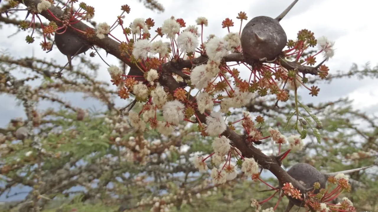 Whistling Thorn' Trees