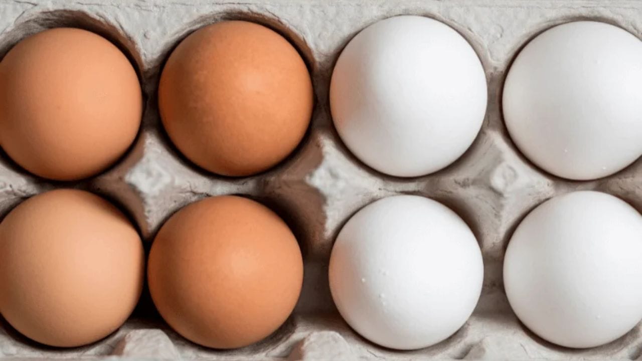 Health Tips: వైట్ వర్సెస్ బ్రౌన్ ఎగ్‌.. దేనిలో ఎక్కువ పోషకాలు ఉంటాయి.. ఆరోగ్యానికి ఏది బెస్ట్!