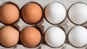వైట్ వర్సెస్ బ్రౌన్ ఎగ్‌.. దేనిలో ఎక్కువ పోషకాలు ఉంటాయి..