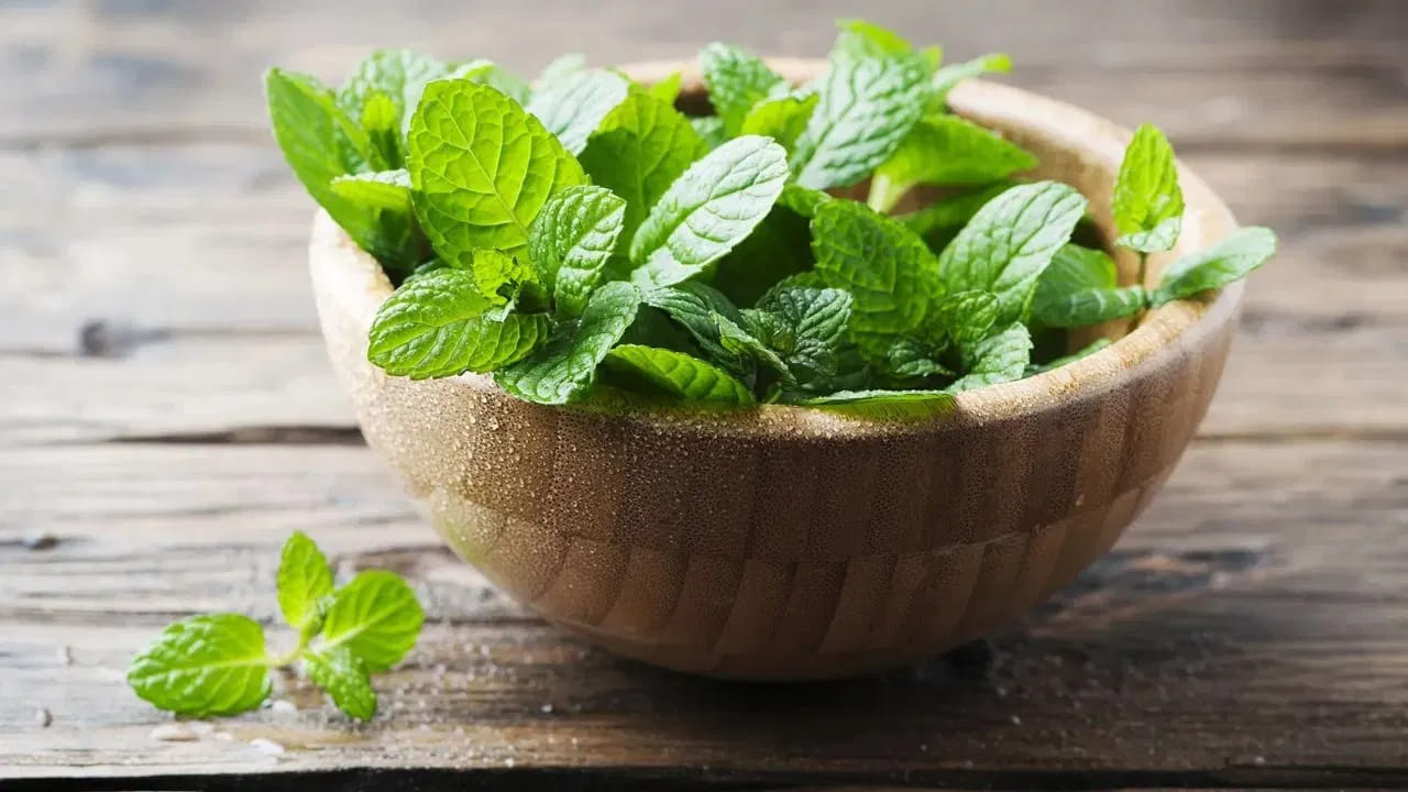 గ్యాస్ట్రిక్ సమస్యలు - రివర్స్ ఎఫెక్ట్: సాధారణంగా అజీర్తిని పోగొట్టడానికి పుదీనా వాడుతుంటాం. కానీ అదే పుదీనా అతిగా తీసుకుంటే గ్యాస్ట్రో ఈసోఫాగియల్ రిఫ్లక్స్ డిసీజ్ అనే సమస్యకు దారితీయవచ్చు. పుదీనాలోని మెంతోల్ కడుపులోని కండరాలను సడలిస్తుంది. దీనివల్ల కడుపులోని ఆమ్లాలు వెనక్కి ప్రవహించి తీవ్రమైన గుండెల్లో మంట ఎసిడిటీకి కారణమవుతాయి. ఇప్పటికే కడుపులో అల్సర్లు లేదా తీవ్రమైన గ్యాస్ సమస్య ఉన్నవారు పుదీనాను అధికంగా తీసుకుంటే ఆ సమస్య మరింత జటిలమవుతుంది.
