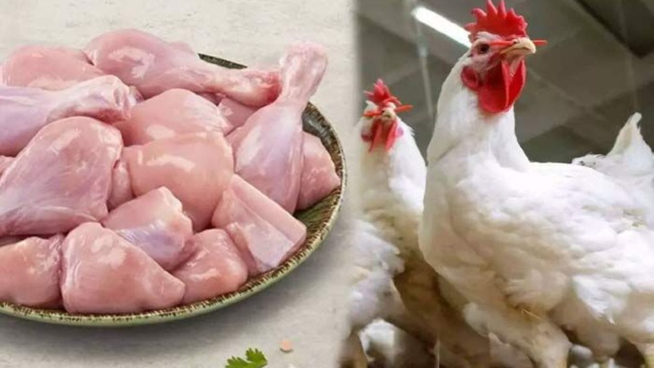 Chicken Prices : అక్కడ కేజీ చికెన్ ధర రూ.2500 అట.. ఎందుకు అంత రేటో తెలుసా?