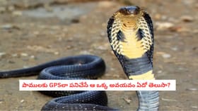 పాములకు GPSలా పనిచేసే ఆ ఒక్క అవయవం ఏదో తెలుసా?