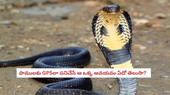 పాములకు GPSలా పనిచేసే ఆ ఒక్క అవయవం ఏదో తెలుసా?