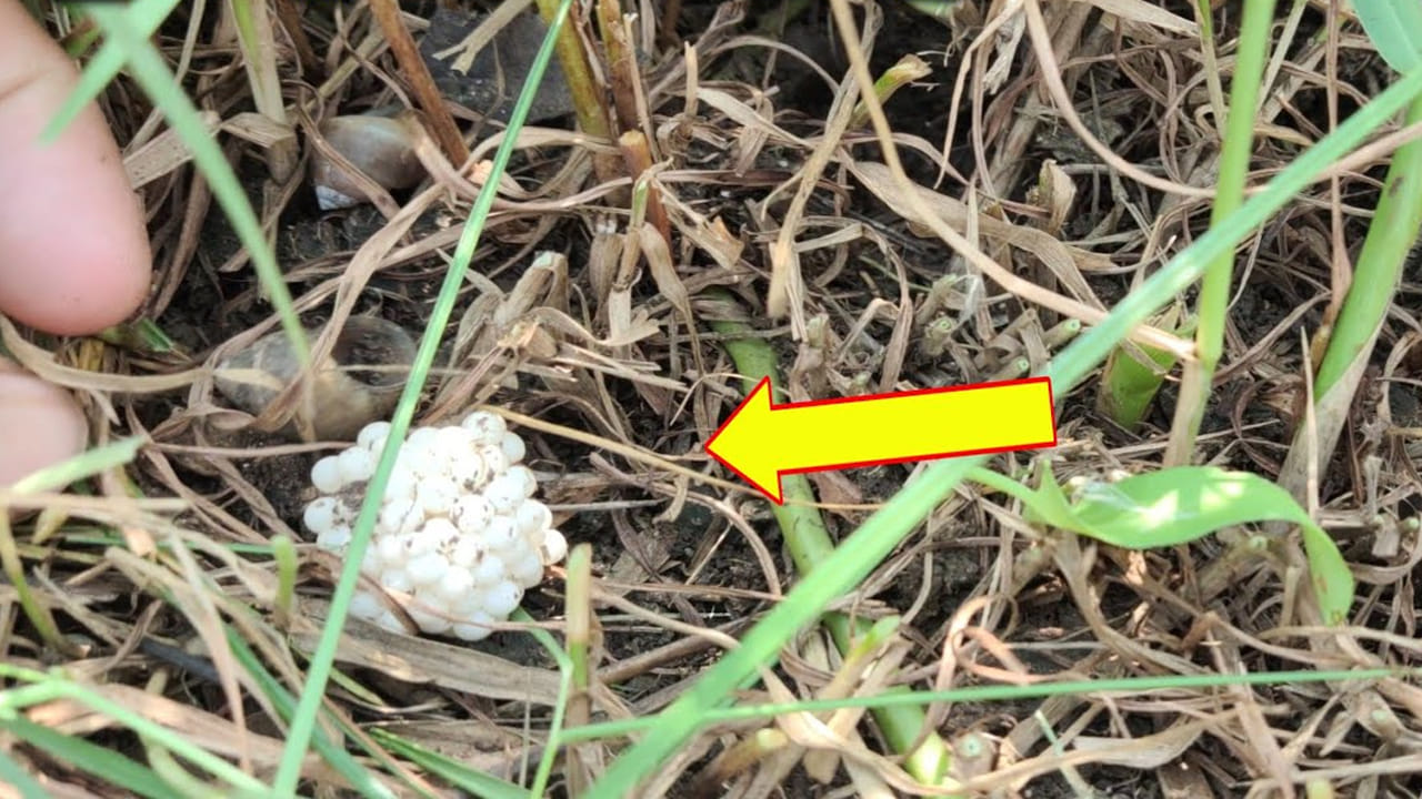 పొలంలో గడ్డి కోస్తుండగా రైతుకు ఏం కనిపించాయో చూడండి…