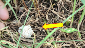 పొలంలో గడ్డి కోస్తుండగా రైతుకు ఏం కనిపించాయో తెలుసా..?