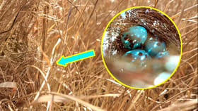 రైతుకు పొలంలోని గడ్డిలో కనిపించిన గూడు.. లోపల చూడగా..