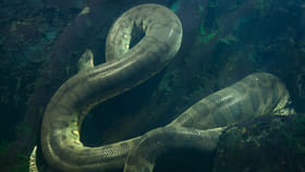 అడవిని గడగడలాడించే అతిపెద్ద పాము.. ఎంత పెద్ద జంతువైన సెకన్‌లోనే..