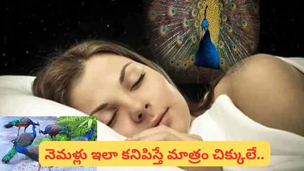 Peacock Dreams: కలలలో నెమళ్లు కనిపిస్తే ఏం జరుగుతుంది? శుభమా లేదా అశుభమా? నిజం తెలుసుకోండి!