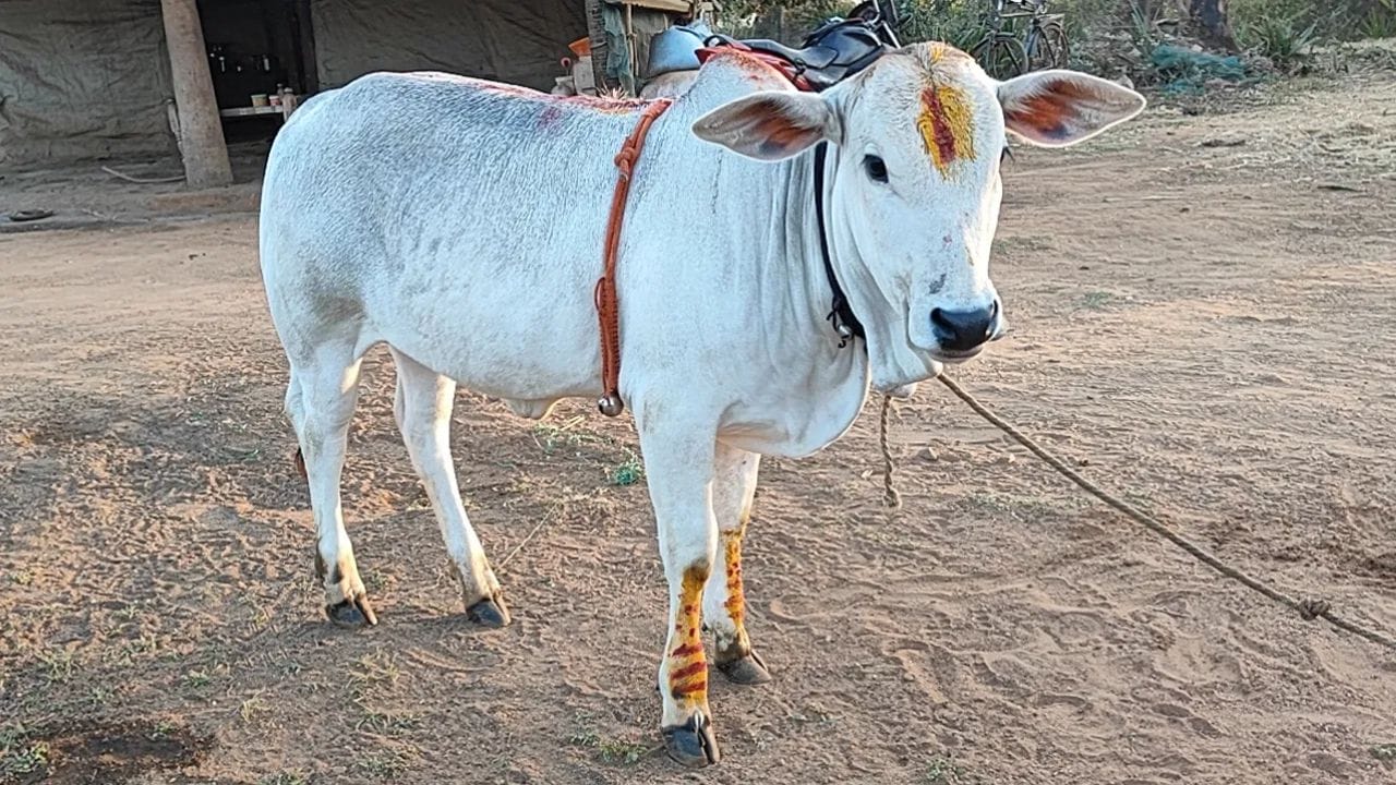 ఆవు, నీటి కుండ: ఇంటి నుండి బయటకు రాగానే ఆవు లేదా నీటితో నిండిన పాత్రను తీసుకెళ్తున్న వ్యక్తి కనిపిస్తే అది చాలా మంచి శకునంగా భావిస్తారు. అలాగే ఇంట్లో పక్షులు గూడు కట్టుకోవడం శాంతి, శ్రేయస్సుకు చిహ్నమని.. ఇది ఇంట్లోకి ఐశ్వర్యం వస్తుందనే దానికి సంకేతమని చెబుతుంటారు.  అలాగే ఉదయాన్నే గుడిలోని గంటల శబ్దం, శంఖారావం వినపడటం లేదా ఆవును దర్శించుకోవడం చాలా శుభప్రదంమని జ్యోతిష్యం చెబుతోంది. శంఖధ్వని వాతావరణాన్ని సైతం శుద్ధి చేస్తుందని చాలా మంది నమ్ముతారు.