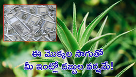 ఈ మొక్కల సాగుతో మీ ఇంట్లో డబ్బుల వర్షమే!