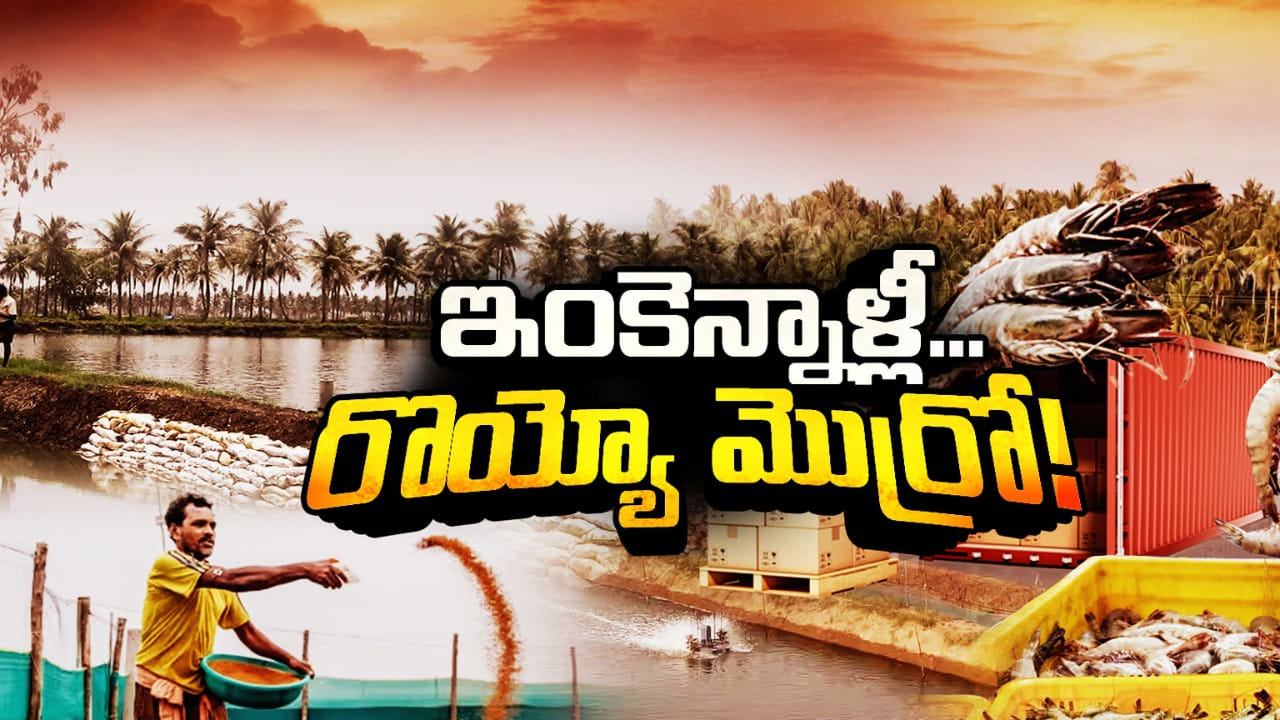 మన ఆక్వా మళ్లీ నిలబడుతుందా? ఆక్వా సాగుదారుకు దారి దొరుకుతుందా?