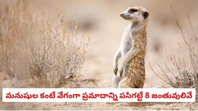 మనుషుల కంటే వేగంగా ప్రమాదాన్ని పసిగట్టే 8 జంతువులివే