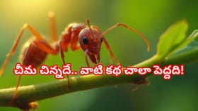 ఓరీ దేవుడో.. ఇంత చిన్న చీమలో అంత పవర్ ఉంటుందా? ఈ నిజాలు తెలిస్తే