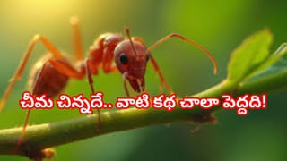 వేడిని తరిమికొట్టే మజ్జిగలో ఈ పొడి వేసుకుని తాగారంటే షుగర్ అదుపులో ఉండడం ఖాయం..