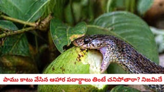 Ceiling Fans Dust: ఫ్యాన్‌ తిరిగేటప్పుడు దానిపై ఉండే దుమ్ము ఎందుకు కింద పడదు? ఈ డౌట్‌ మీకూ వచ్చిందా