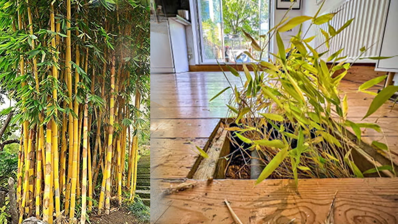 వెదురు (Bamboo): వెదురు మొక్కలు చాలా వేగంగా విస్తరిస్తాయి. వీటి వేర్లు కాంక్రీట్‌ ఉపరితలాలు, ముంగిలి (Courtyard) లేదా ఇంటి పునాది కిందకు కూడా చొచ్చుకుపోతాయి. ముఖ్యంగా రన్నింగ్ బ్యాంబూ (Running Bamboo) రకం వేర్లు భూమి లోపల చాలా వేగంగా వ్యాపిస్తాయి. ఇవి భూగర్భ పైప్‌లైన్లు, వైరింగ్‌లను దెబ్బతీయడమే కాకుండా, ఇంటి ఫ్లోరింగ్‌లో (నేలపై) పెద్ద పెద్ద పగుళ్లు తెప్పిస్తాయి. ఒకసారి ఇవి స్థిరపడితే, వీటిని తొలగించడం చాలా కష్టం.