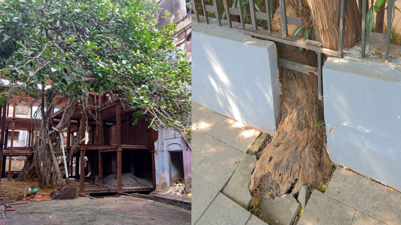 మర్రి చెట్టు (Banyan Tree): మర్రి చెట్టు పెద్ద నీడను ఇచ్చినప్పటికీ, దీనిని ఇంటి గోడలకు లేదా కాంపౌండ్ వాల్కు దగ్గరగా నాటడం పెద్ద ప్రమాదకరం. దీని వేర్లు చాలా దూరం వరకు వ్యాపించి, కాలక్రమేణా చాలా లావుగా మారుతాయి. ఇవి ఇంటి పునాదిని కదిలించి పగుళ్లు తెప్పిస్తాయి. ఫ్లోరింగ్ టైల్స్ ఊడిపోయేలా చేస్తాయి. భూమి కింద ఉన్న డ్రైనేజీ లేదా మంచినీటి పైపులను పూర్తిగా పగులగొడతాయి.