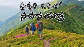 Optical Illusion: కనిపెట్టండి చూద్దాం.. ఈ చిత్రంలో ఉన్న పాండాను గుర్తిస్తే మీరే తోపులు!