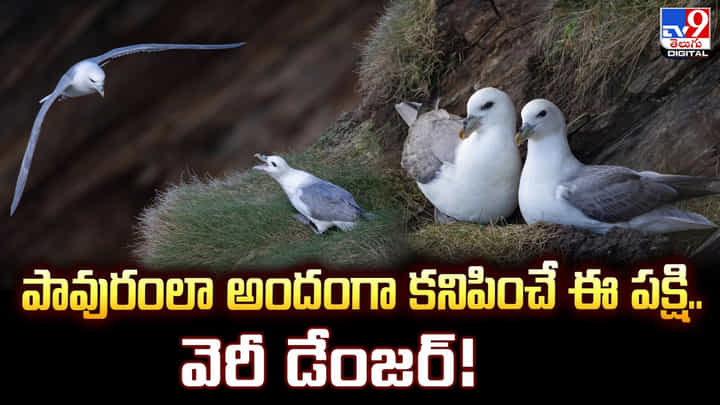 పావురంలా అందంగా కనిపించే ఈ పక్షి.. వెరీ డేంజర్ పావురంలా అందంగా కనిపించే ఈ పక్షి.. వెరీ డేంజర్