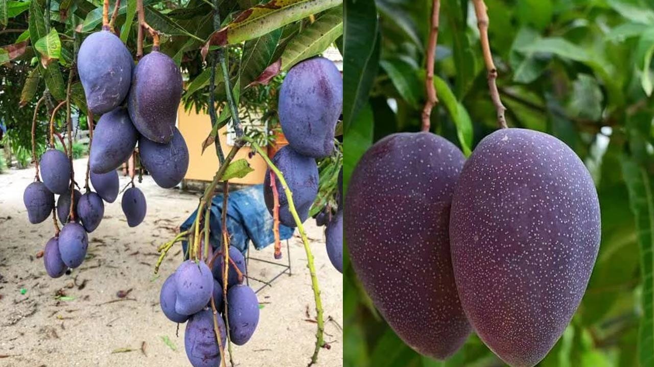 అయితే, ఈ ఉద్యాన్‌లో పండే బ్లాక్‌ స్టోన్‌ మామిడి పండ్ల గురించే అందరూ మాట్లాడుకుంటున్నారు. కేజీ కిలో బ్లాక్‌ స్టోన్‌ మామాడి పండ్ల ధర రూ.6వేలు పలుకుతున్నాయి. ఎందుకంటే, ఇవి ఇక్కడ జాతి కాదు. ఫ్రాన్స్‌ దేశానికి చెందిన మామిడి. ఈ మామిడి పండ్లు పచ్చ రంగులో కాకుండా  నలుపు,  పర్పుల్‌ కలర్లో ఉంటాయి. 