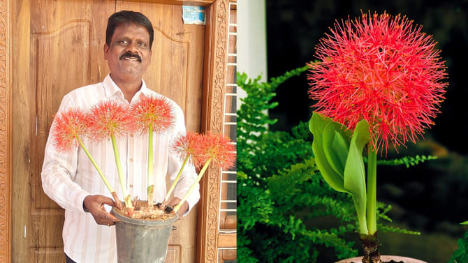 పదేళ్ల నిరీక్షణ,ఐదు అరుదైన పుష్పాలు!ఉపాధ్యాయుడి పెరట్లో వికసించిన
