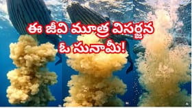 రోజుకు 900లీటర్లకు పైగా మూత్ర విసర్జన చేసే సముద్రపు జీవి!సునామీ
