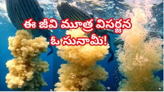 ఇది బాహుబలి రైలు.. 8 ఇంజిన్లు, 7కి.మీ పొడవు, వందల కోచ్‌లతో వెళ్తుంటే చూడాలి..! ఎక్కడంటే..