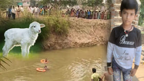 ఆ మూగజీవం బతికింది.. ఆ బుజ్జిగాడి ప్రాణం పోయింది!