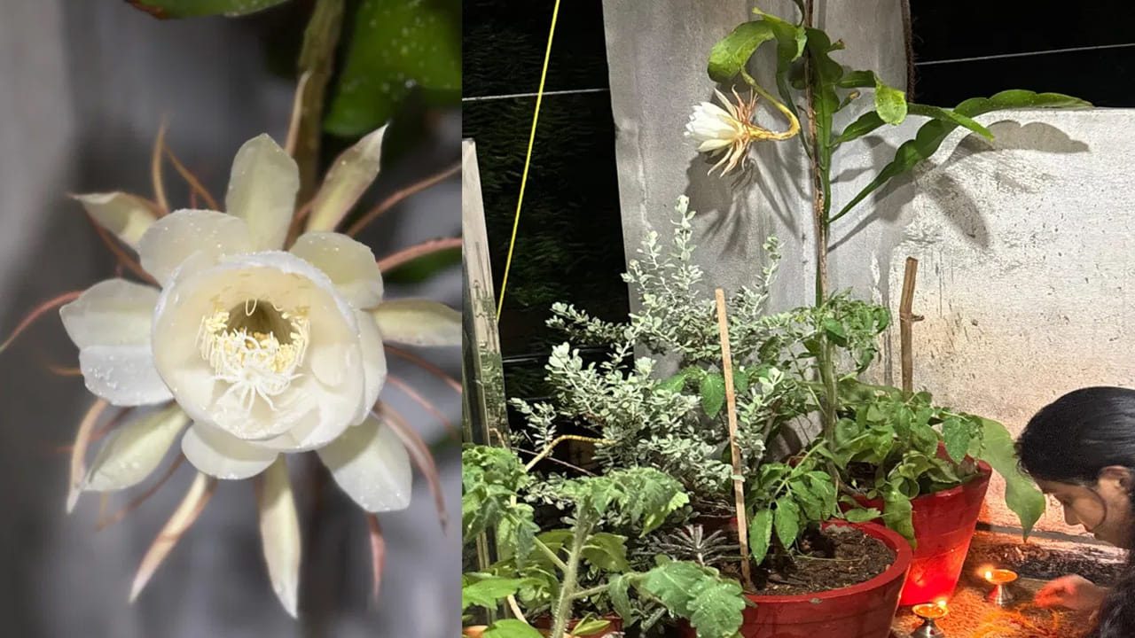 బ్రహ్మకమలం (Brahma Kamal): ఇది చాలా అరుదైన పువ్వు. ఏడాదికి ఒకసారి మాత్రమే రాత్రిపూట వికసించే ఈ పువ్వును చూడటం అదృష్టంగా భావిస్తారు. ఇది హిమాలయ ప్రాంతాల్లో ఎక్కువగా కనిపిస్తుంది.
