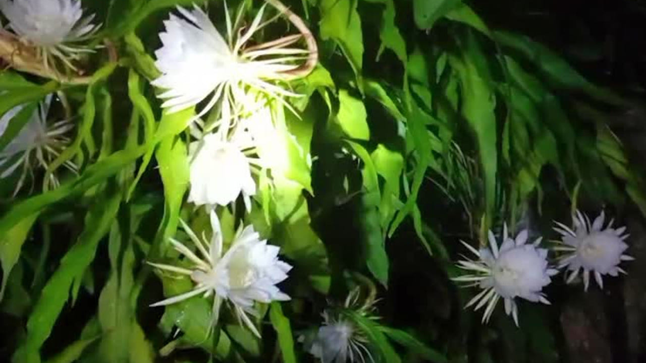 ఈ మొక్క పెంచి భాగ్యం అందరికీ ఉండదట. ఎందుకంటే.. కొన్నిచోట్ల మాత్రమే ఈ మొక్క పెరుగుతుంది. అది కూడా కొన్ని చోట్ల మాత్రమే మొక్కలకు అరుదుగా ఈ పూలు వికసిస్తాయి. అందుకే కేవలం ఈ మొక్కలను పెంచడమే కాదు.. ఆ పూలు వికసిస్తే దాని దర్శనం కూడా భాగ్యంగా భావిస్తారు. అందుకే ఆ అరుదైన దృశ్యం చూసేందుకు ఛాన్స్ వదులుకోరు.
