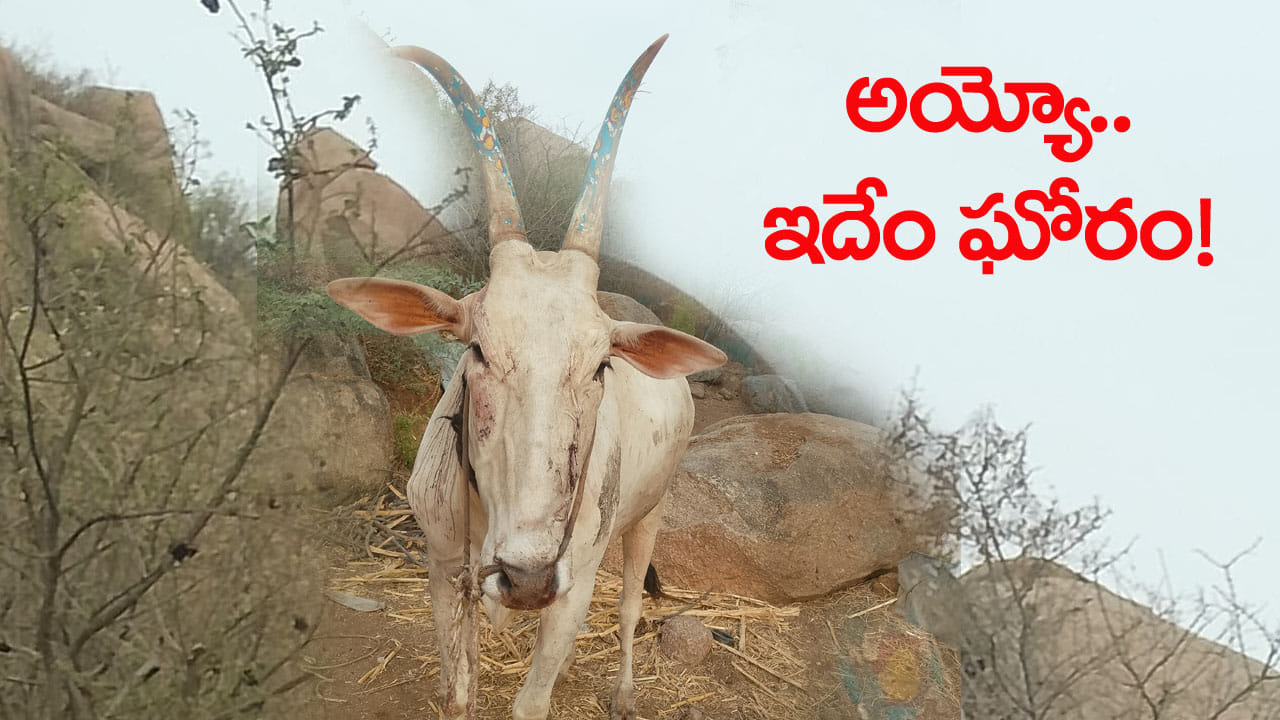 నోరు లేని జీవిపై నరరూప రాక్షసుల వికృత చేష్ట.. రక్తపు మడుగులో 'రైతు బిడ్డ'..!