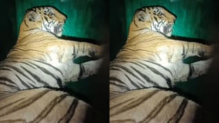 T-2 Tigre: హమ్మయ్య.. ఎట్టకేలకు చిక్కింది.. మహారాష్ట్రలో నలుగురికి చంపిన బెబ్బులి ఇదే!